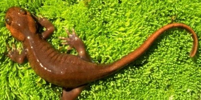 Life returns to Mt. St. Helens