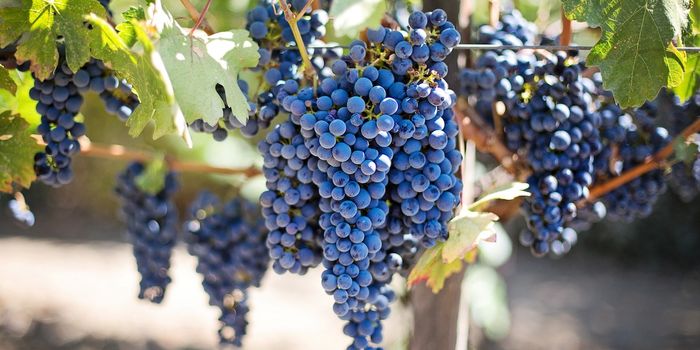 Genome sequencing reveals a detailed history of grape domestication