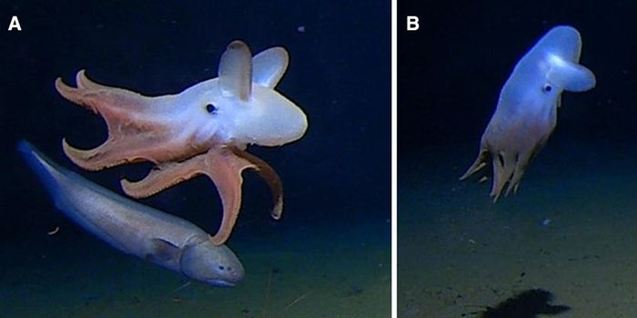 Cephalopods Observed At Record-Shattering Oceanic Depths