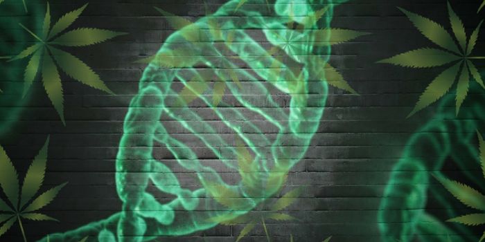 Cannabis Genetics 101
