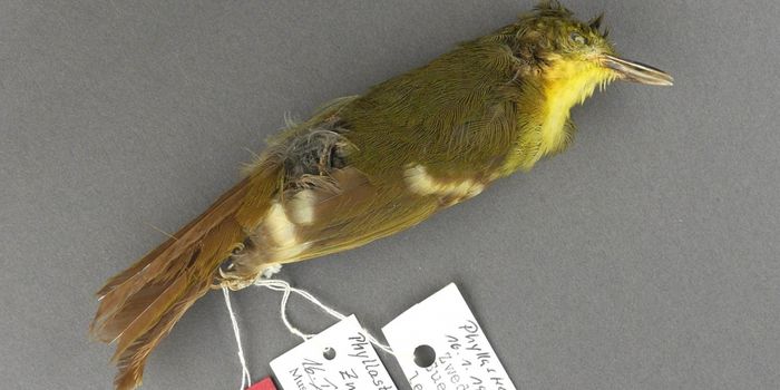Did the Liberian Greenbul Ever Actually Exist?