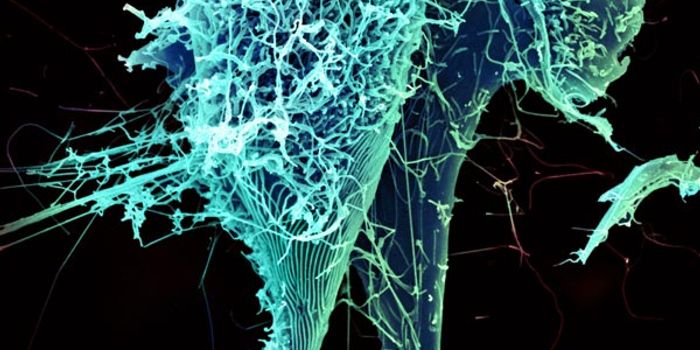 Biological Factors Could Predict Which Viruses Will Cause Epidemic