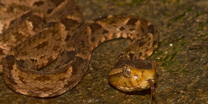 Oops, We Made Snake Venom More Deadly