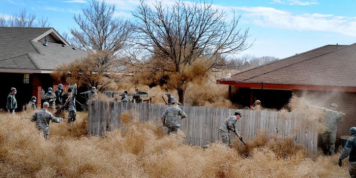 Invasive Tumbleweed Demonstrates the Advantage of Extra Chromosomes