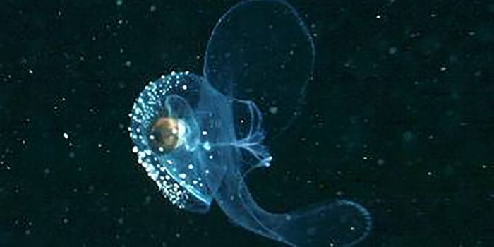 Scientists Document Swimming Styles of Sea Butterflies