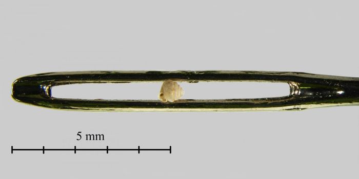 Check Out the World's Smallest Snail Species