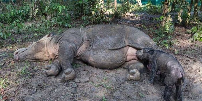 Sumatran Rhino Born at the Indonesian Sumatran Rhino Sanctuary