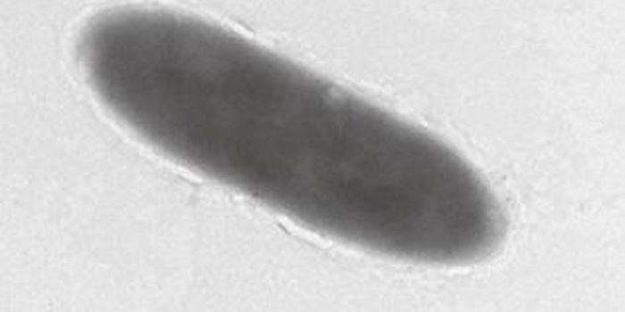 Oil-eating Microbe Found in the Depths of the Mariana Trench