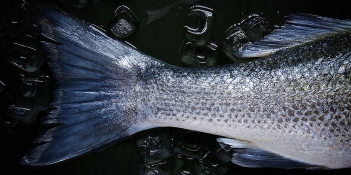 Great Lakes Fish Contain Record Levels of Microplastics