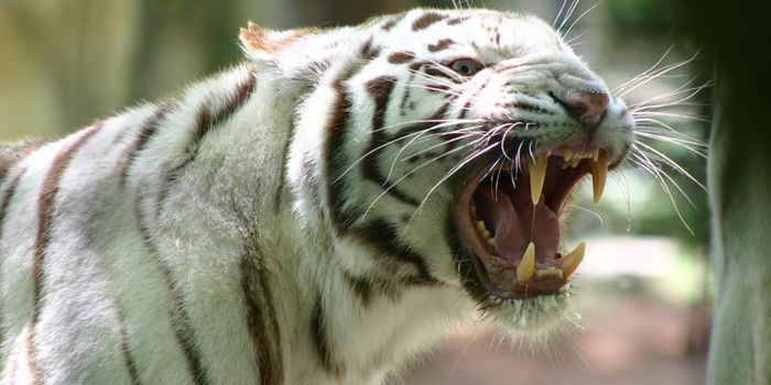 More Than 50% of Large Carnivore Attacks on Humans Are From Human Ignorance