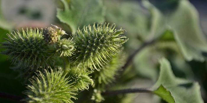 Common Weed Extract Promotes Wound Healing, Boosts Collagen Production