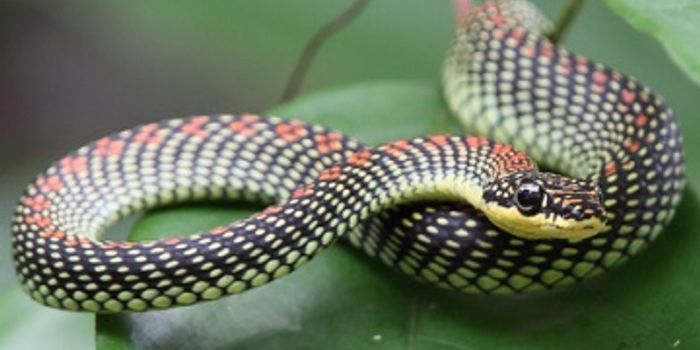 Computer Models Assist in Understanding Flying Snake Aerodynamics