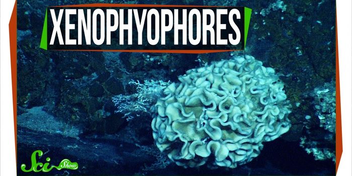 Mysterious Giant Cells: Xenophyophores