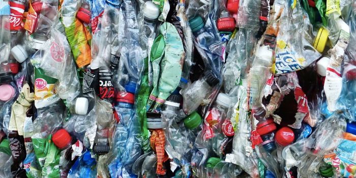 Rotifers Can Break Down Microplastics to Create Trillions More Particles