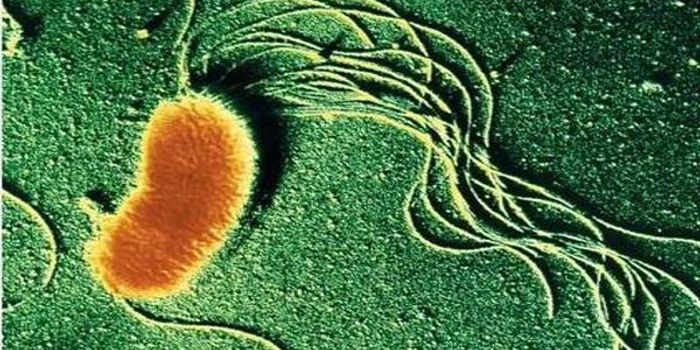 Better Know a Microbe: Geobacter