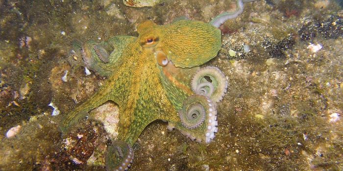 Octopus Arms can Sense & Taste Microbes