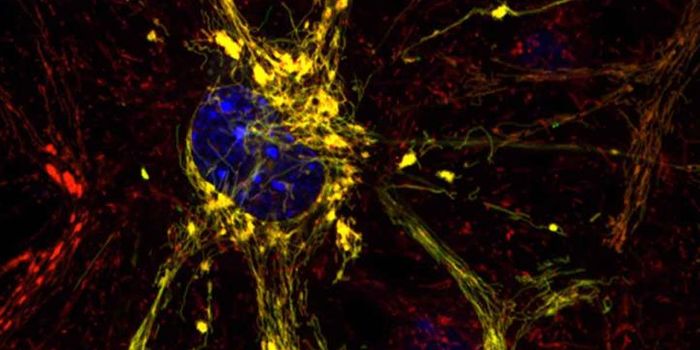 Potential Treatment Identified for Charcot-Marie-Tooth and Other Diseases