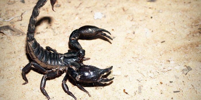 Using scorpion venom to see brain tumors