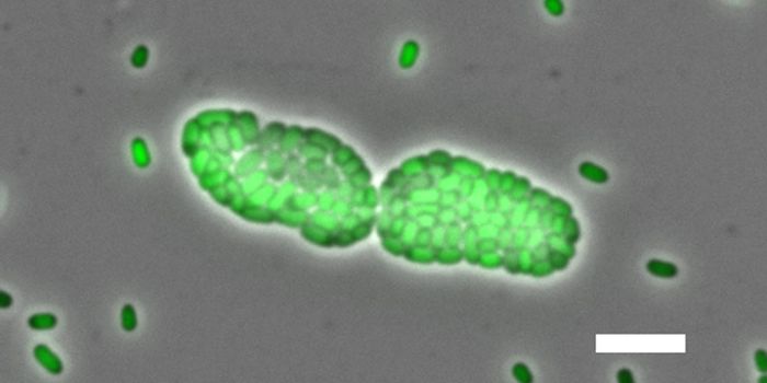 Bacteria form multicellular symplasmata