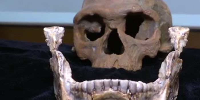 Oldest-Known Homo Sapien Cranium Fossil Found in Morocco
