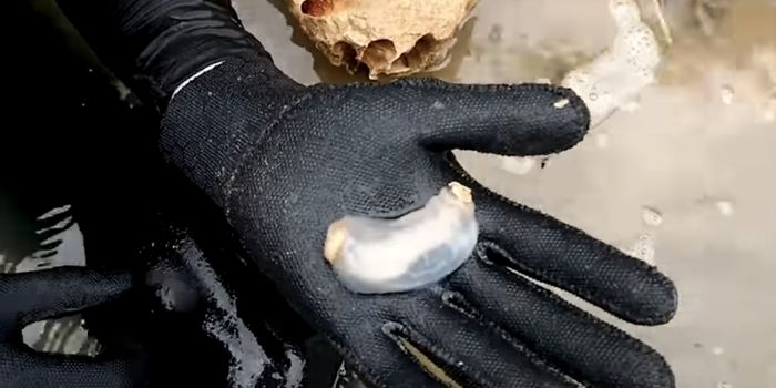 The Symbiotic Bacteria That Stow Away in Ship-Destroying Clams