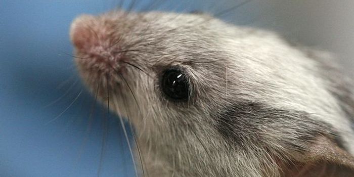 Vitamin D prevents diabetes and clogged arteries in mice