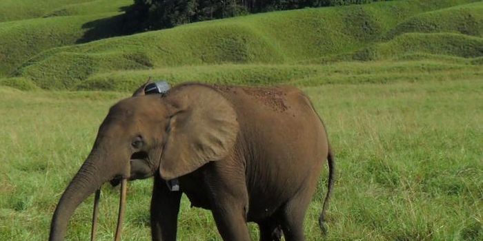 Gabon Forest Elephants Face More Illegal Hunting Troubles Than Originally Thought
