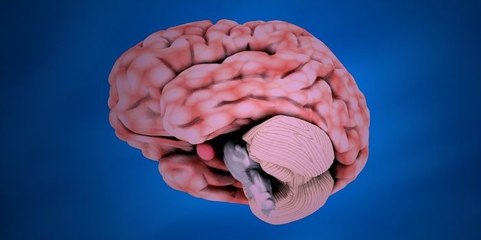 New Insight Into the Loss of Neurons in Alzheimer's Disease