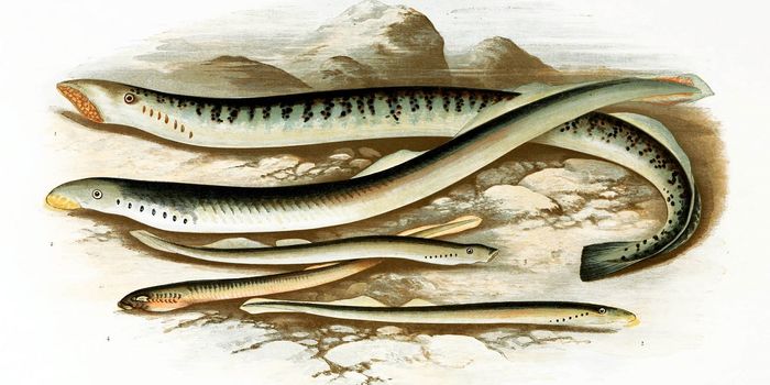 Fighting Sea Lamprey in the Great Lakes