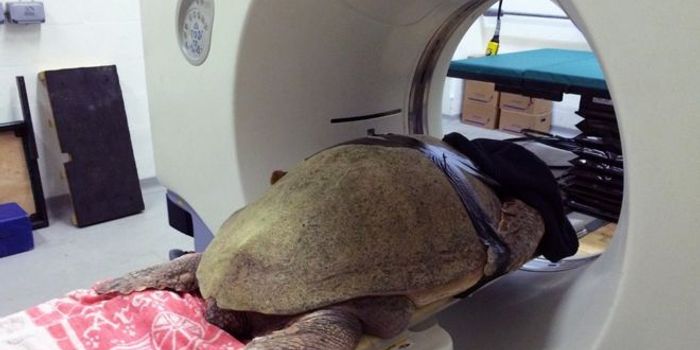 Sea Turtle With Brain Damage Gets  a CT Scan