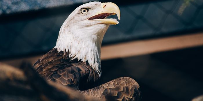 Goodbye to the Endangered Species Act?