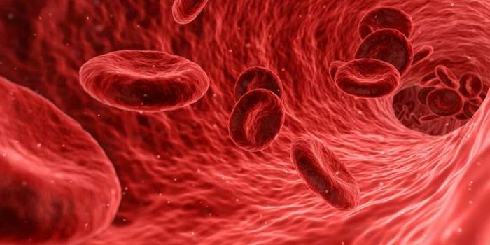 Self-renewing blood stem cells give hope for blood disease treatments