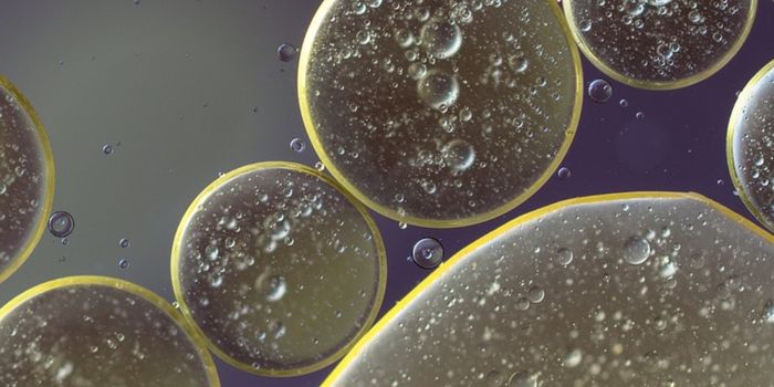 Researchers Slow Aging in Cells