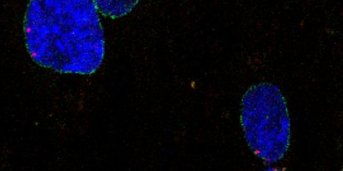 Nuclear Dysfunction at the Center of Heart Disease and Leukemia