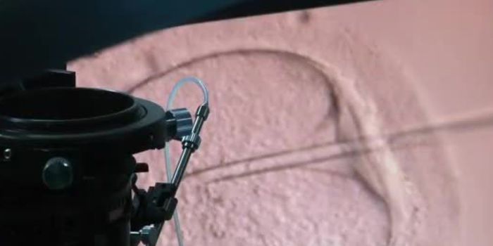 Early-stage Human Egg Cell Successfully Matures in the Lab