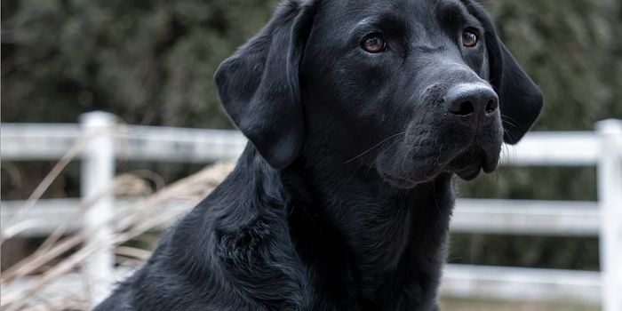 A New Way to Estimate a Dog's Age