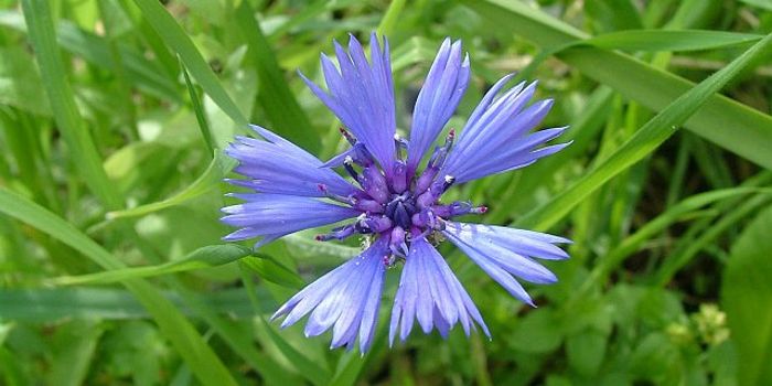 Understanding How Neurons Shape Memories of Smells