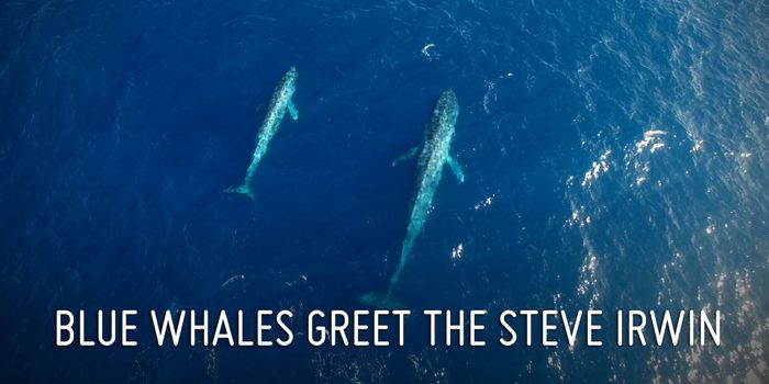 A Bird's-Eye Video of Blue Whale Mother and Calf Swimming