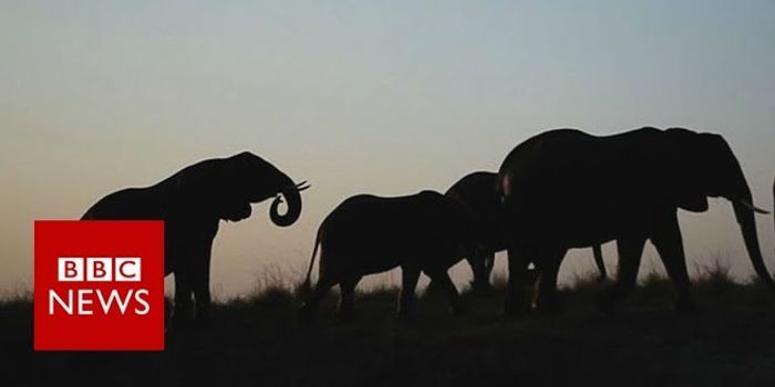 See How Drones Combat Animal Poaching