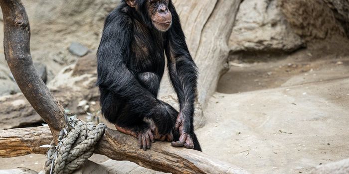 Bonobos are drawn to the emotions of strangers, unlike humans