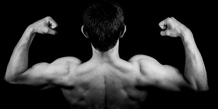 TFEB Gene Regulates Muscle Cell Activity During Exercise