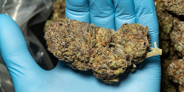 THC and Celecoxib Show Promise in Alzheimer's