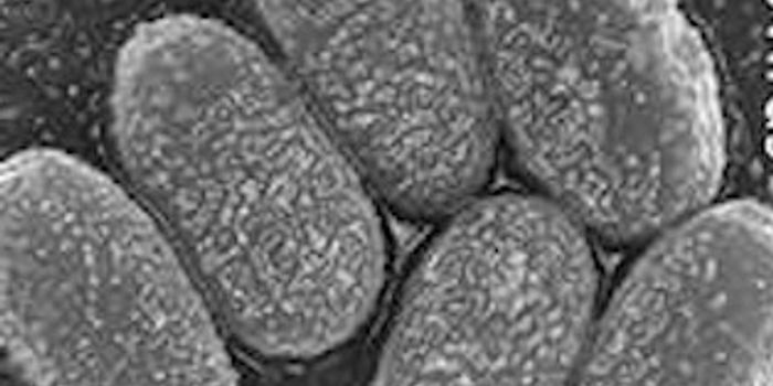 Another Giant Virus Emerges From Melting Siberia