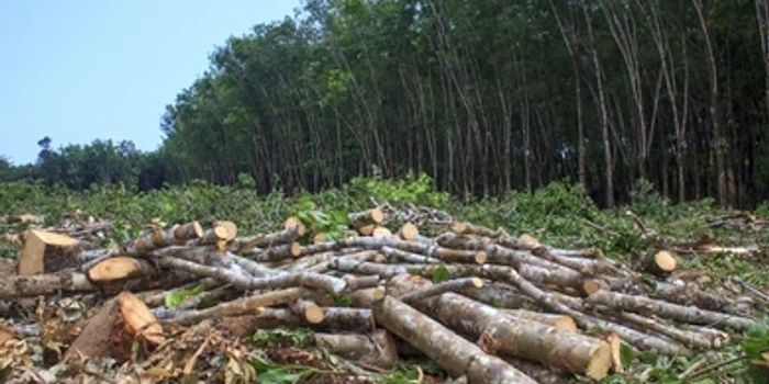 Future emissions dependent on how we choose to end deforestation