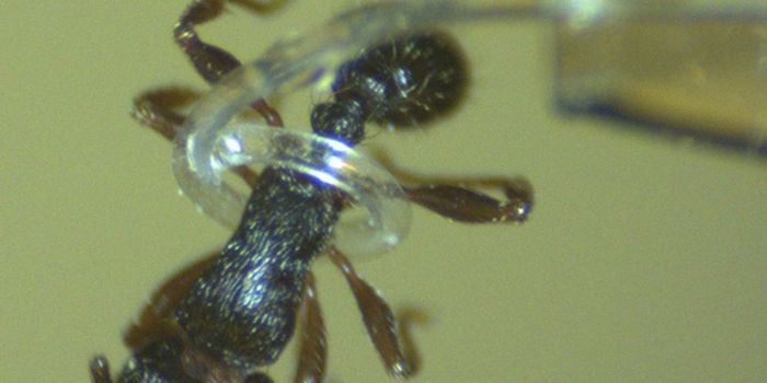 This Micro Robotic Tentacle is Delicate to the Touch and Precise Enough to Grab an Ant