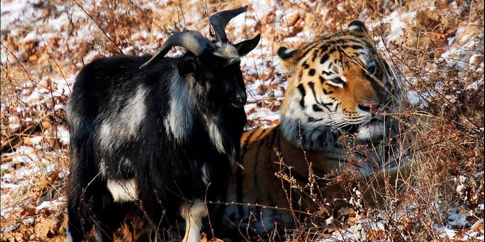 The Fearless Goat That Faces Tigers