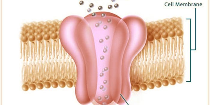 TSRI Scientists Solve 3D Structure of Protein that Guides the Immune System