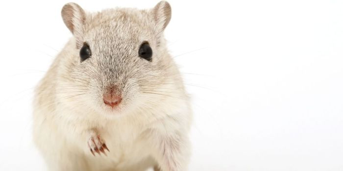 Melatonin Affects Weight and Reproductive Success in Mice, not just Sleep