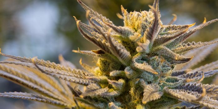 Top Cannabinoids Found In The Cannabis Plant and Why It's Important To Know Their Properties
