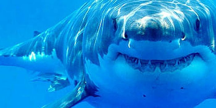 Great White Shark Dies in Captivity in Japanese Aquarium